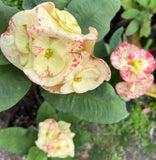 Euphorbia Milii ATHENA Crown of Thorns (Sap Chao Sua) Corona de Cristo Cactus & Succulents