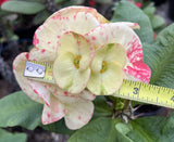 Euphorbia Milii ATHENA Crown of Thorns (Sap Chao Sua) Corona de Cristo Cactus & Succulents