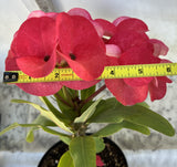 Euphorbia Milii HWAN CHAI Crown Of Thorns  Corona de Cristo