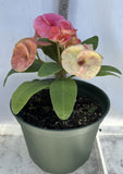 Euphorbia Milii PHON KANCHANA Crown of Thorns Corona de Cristo Thai Hybrid