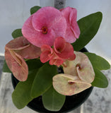 Euphorbia Milii PHON KANCHANA Crown of Thorns Corona de Cristo Thai Hybrid