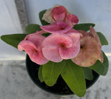 Euphorbia Milii PHON KANCHANA Crown of Thorns Corona de Cristo Thai Hybrid