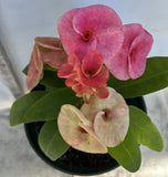 Euphorbia Milii PHON KANCHANA Crown of Thorns Corona de Cristo Thai Hybrid