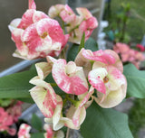 Euhorbia Milii Crown Of Thorns "Frosted Petal" Corona de Cristo Large blooming Variety