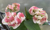 Euhorbia Milii Crown Of Thorns "Frosted Petal" Corona de Cristo Large blooming Variety