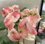 Euhorbia Milii Crown Of Thorns "Frosted Petal" Corona de Cristo Large blooming Variety