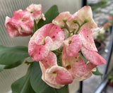 Euhorbia Milii Crown Of Thorns "Frosted Petal" Corona de Cristo Large blooming Variety