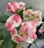 Euhorbia Milii Crown Of Thorns "Frosted Petal" Corona de Cristo Large blooming Variety