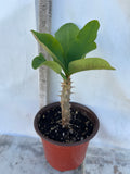Euphorbia Milii GIANT WAT (Yak Wat Poh) Crown of Thorns Corona de Cristo Cactus/Succulents
