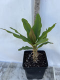 Euphorbia Milii MEGA YELLOW Crown of Thorns Corona de Cristo Poysean Super Giant Bloom