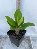 Euphorbia Milii NEW MILLIONAIRE Crown of Thorns Corona De Cristo Poysean Thai Hybrid