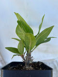 Euphorbia Milii NEW MILLIONAIRE Crown of Thorns Corona De Cristo Poysean Thai Hybrid