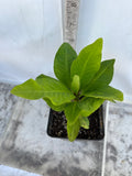 Euphorbia Milii NEW MILLIONAIRE Crown of Thorns Corona De Cristo Poysean Thai Hybrid