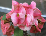Euphorbia Milii ENDLESS LOVE Crown of Thorns Corona de Cristo Thai Hybrid