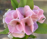 Euphorbia Milii WHISPERING ANGEL Crown Of Thorns  Poysean Corona De Cristo