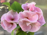 Euphorbia Milii WHISPERING ANGEL Crown Of Thorns  Poysean Corona De Cristo