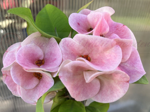 Euphorbia Milii WHISPERING ANGEL Crown Of Thorns  Poysean Corona De Cristo