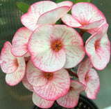 Euphorbia Milii Siam Beauty Crown of Thorns – Starter Cutting