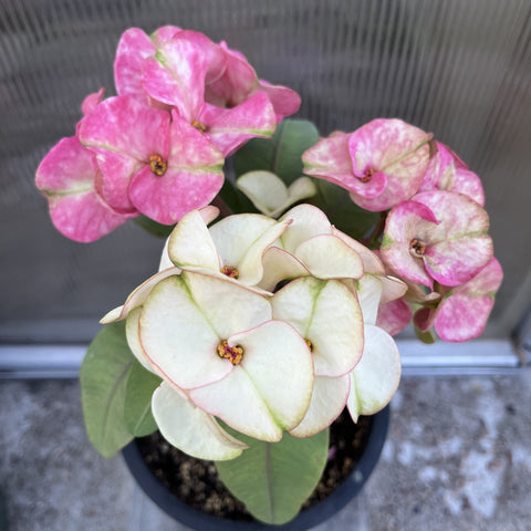 Euphorbia Milii THE GREAT DIVIDE (Phet Udom) Crown of Thorns Corona de Cristo Thai Hybrid