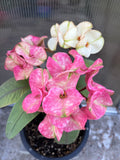 Euphorbia Milii THE GREAT DIVIDE (Phet Udom) Crown of Thorns Corona de Cristo Thai Hybrid