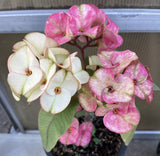 Euphorbia Milii THE GREAT DIVIDE (Phet Udom) Crown of Thorns Corona de Cristo Thai Hybrid