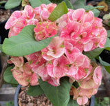 Euphorbia MIlii RAINBOW DIAMONDS (Phet Si Roong) Crown of Thorns Corona de Cristo
