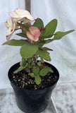 Euphorbia Milii Charoen Lap Crown of Thorns  Corona de Cristo