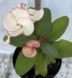 Euphorbia Milii Charoen Lap Crown of Thorns  Corona de Cristo