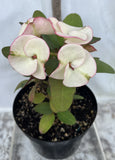 Euphorbia Milii Charoen Lap Crown of Thorns  Corona de Cristo