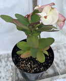 Euphorbia Milii Charoen Lap Crown of Thorns  Corona de Cristo