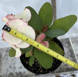 Euphorbia Milii Charoen Lap Crown of Thorns  Corona de Cristo