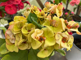 Euphorbia Milii OLIVIA Crown of Thorns Corona d'Cristo/Espina Succulent
