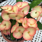 Euhorbia Milii Crown Of Thorns "Orange Jubilee" Corona de Cristo Thai Hybrid