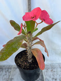 Euphorbia Milii SETHEE KOHN CAEN Crown of Thorns Corona de Cristo Giant