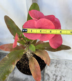 Euphorbia Milii SETHEE KOHN CAEN Crown of Thorns Corona de Cristo Giant
