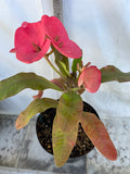 Euphorbia Milii SETHEE KOHN CAEN Crown of Thorns Corona de Cristo Giant