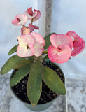 Euhorbia Milii Crown Of Thorns Corona de Cristo 'Name it Yourself'