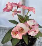 Euhorbia Milii Crown Of Thorns Corona de Cristo 'Name it Yourself'
