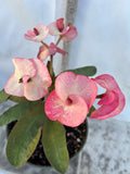 Euhorbia Milii Crown Of Thorns Corona de Cristo 'Name it Yourself'