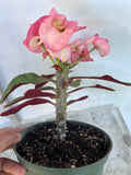Euhorbia Milii Crown Of Thorns Corona de Cristo 'Name it Yourself'