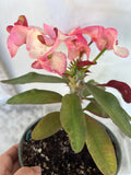 Euhorbia Milii Crown Of Thorns Corona de Cristo 'Name it Yourself'