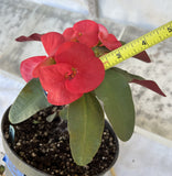 Euhorbia Milii Crown Of Thorns Corona de Cristo 'Name it Yourself' New Variety