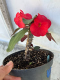 Euhorbia Milii Crown Of Thorns Corona de Cristo 'Name it Yourself' New Variety