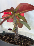 Euhorbia Milii Crown Of Thorns Corona de Cristo 'Name it Yourself' New Variety