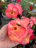 Euphorbia Milii UDOM PHON Crown of Thorns Corona de Cristo Cactus Thai Hybrid