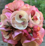 Crown of Thorns 'Angelique' Euphorbia Milii Corona de Cristo Cactus Plant