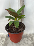 Euphorbia Milii 18 KARAT Crown of Thorns Corona De Cristo Cactus Thai Hybrid