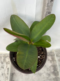 Euphorbia Milii 18 KARAT Crown of Thorns Corona De Cristo Cactus Thai Hybrid