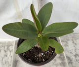 Euphorbia Milii 18 KARAT Crown of Thorns Corona De Cristo Cactus Thai Hybrid