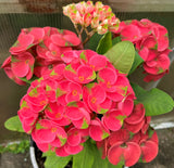 Euphorbia Milii MEE CHOK Crown Of Thorns Plant Corona de Cristo Succulents